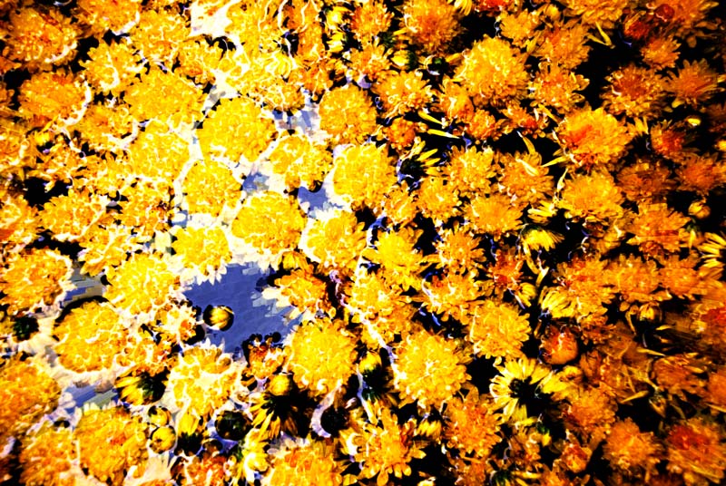 peace-piece-tom-abraham-flower protuberance I | bong hoa phồng lên I