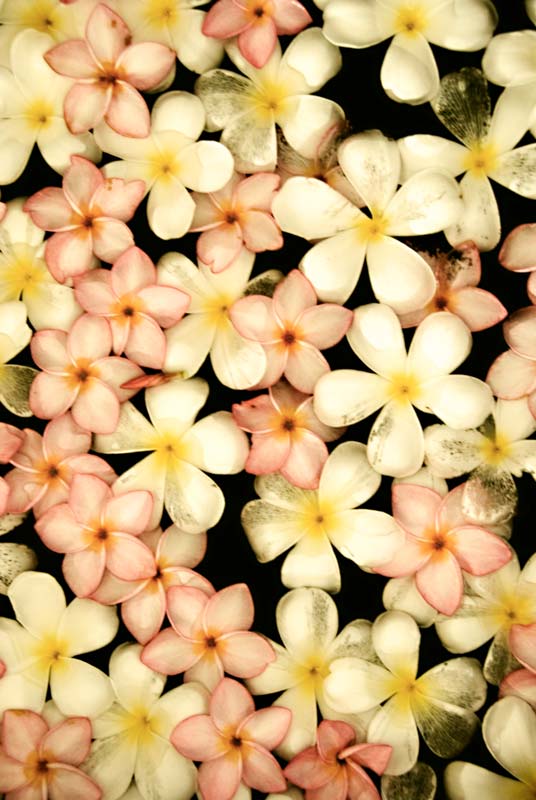 peace-piece-tom-abraham-floral family | gia đinh hoa