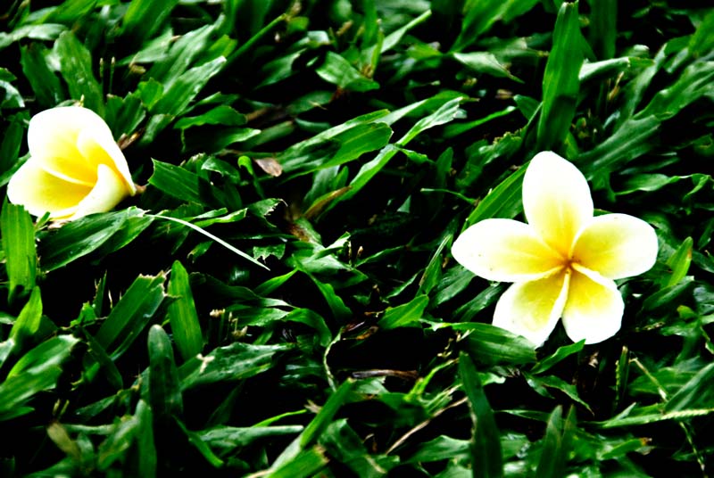 peace-piece-tom-abraham-frangipani cycle I | chu kỳ hương hoa đại
