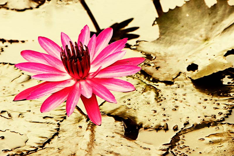 peace-piece-tom-abraham-water lily I | hoa súng I
