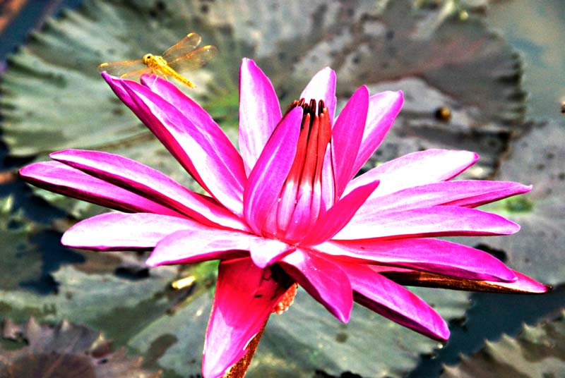 peace-piece-tom-abraham-water lily II | hoa súng II
