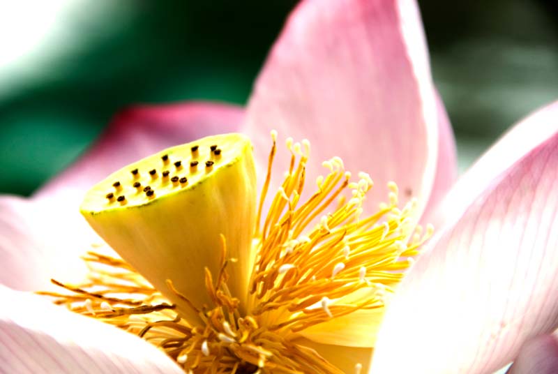 peace-piece-tom-abraham-lotus sun II | mặt trời sen II