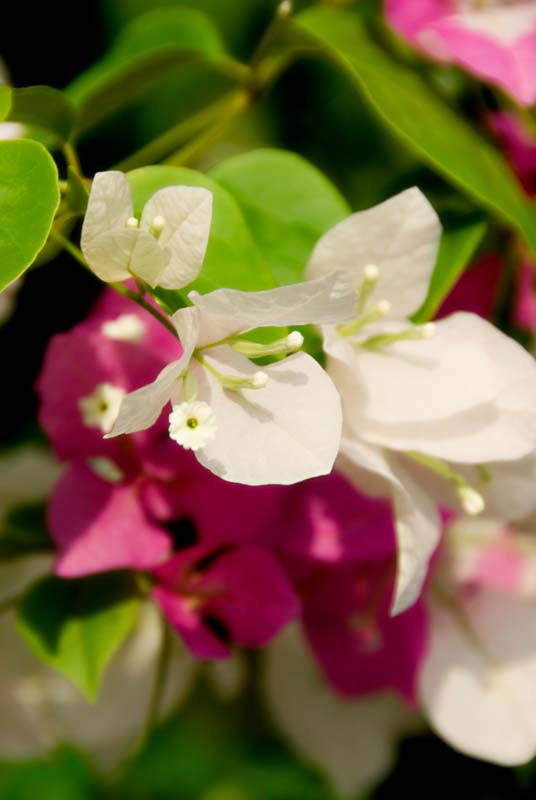 peace-piece-tom-abraham-bloom in bloom | hoa ra hoa